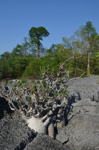 Pachypodium-ambongense-PV2830-Tsingy-de-Namoroka-Little-Tsingy-GPS252-Mad-2015 1462