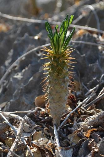 Pachypodium-ambongense-PV2830-Tsingy-de-Namoroka-Little-Tsingy-GPS252-Mad-2015 1467