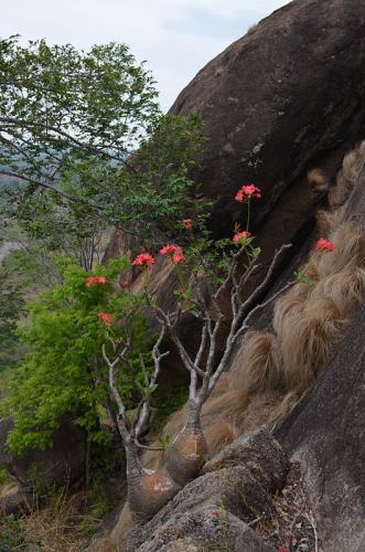 Pachypodium-baronii-Befandriana-zapadne-GPS239-Mad-2015 0756