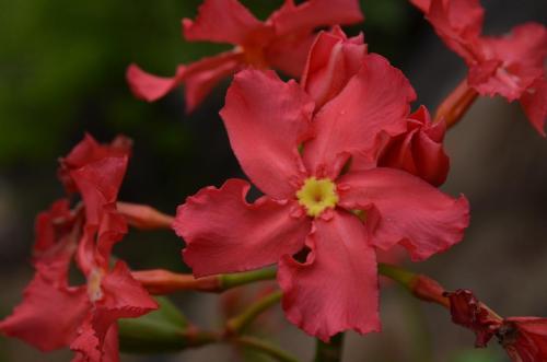 Pachypodium-baronii-Befandriana-zapadne-GPS239-Mad-2015 0759