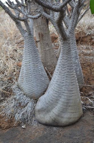 Pachypodium-baronii-Mandritsara-jizne-GPS243-Mad-2015 0891