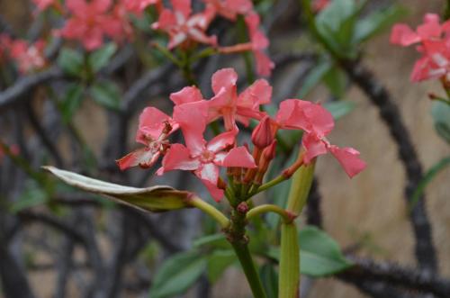 Pachypodium-baronii-Mandritsara-jizne-GPS243-Mad-2015 0914