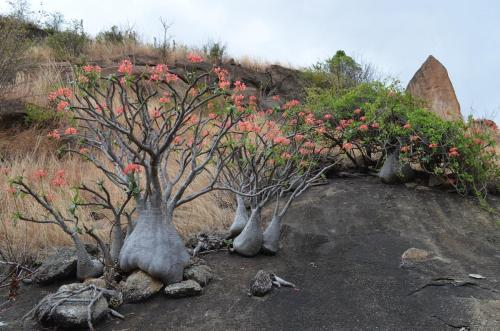 Pachypodium-baronii-Mandritsara-jizne-GPS243-Mad-2015 0917