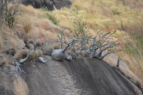 Pachypodium-baronii-Mandritsara-jizne-GPS243-Mad-2015 0926