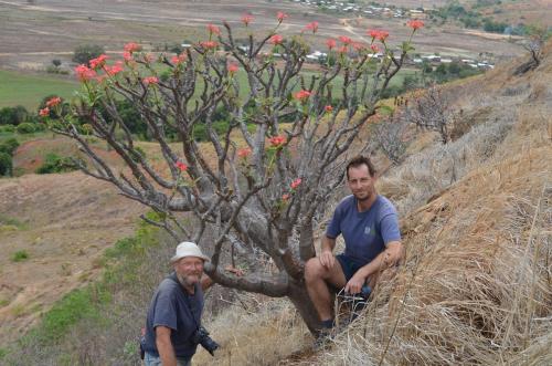 Pachypodium-baronii-PV2824-Mandritsara-severne-GPS241-Mad-2015 0847