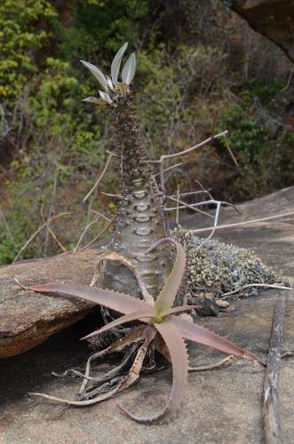 Pachypodium-baronii-PV2826-Aloe-bulbillifera-Mandritsara-zapadne-GPSEU2-Mad-2015 0997