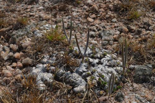 Pachypodium-brevicaule-PV2808-Antanetibe-GPS232-Mad-2015 0038