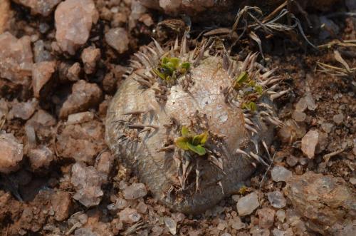 Pachypodium-brevicaule-PV2808-Antanetibe-GPS232-Mad-2015 0055