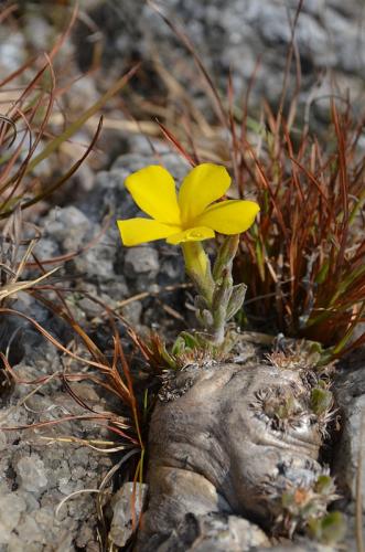 Pachypodium-brevicaule-PV2808-Antanetibe-GPS232-Mad-2015 0068