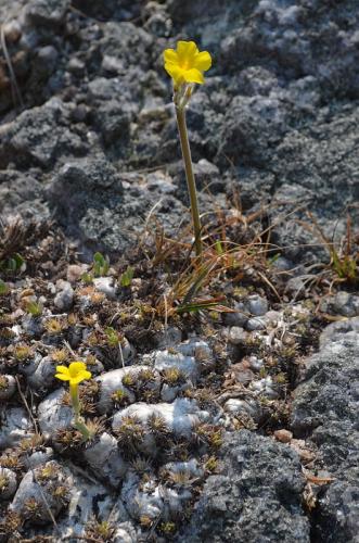 Pachypodium-brevicaule-PV2808-Antanetibe-GPS232-Mad-2015 0072