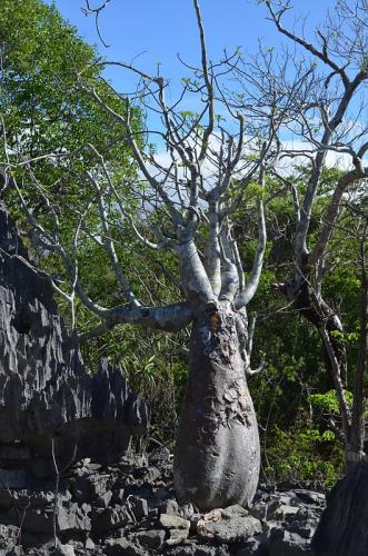 Pachypodium-decaryi-PV2822-Ankarana-Lodge-Ambilobe-Mad-2015 0622