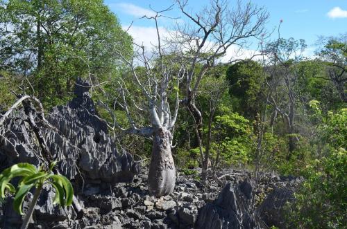 Pachypodium-decaryi-PV2822-Ankarana-Lodge-Ambilobe-Mad-2015 0623