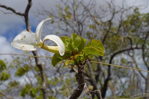 Pachypodium-decaryi-PV2822-Ankarana-Lodge-Ambilobe-Mad-2015 0691