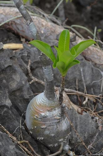 Pachypodium-decaryi-PV2822-Ankarana-Lodge-Ambilobe-Mad-2015 0705