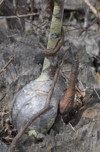 Pachypodium-decaryi-PV2822-Euphorbia-pachypodioides-Ankarana-Lodge-Ambilobe-Mad-2015 0695