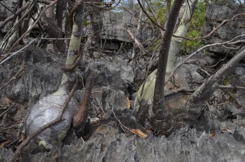 Pachypodium-decaryi-PV2822-Euphorbia-pachypodioides-Ankarana-Lodge-Ambilobe-Mad-2015 0696