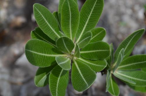 Pachypodium-densiflorum-PV2812-Anjoma-Ramartina-GPS234-Mad-2015 0155