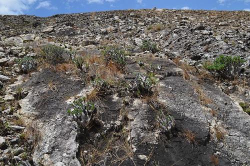 Pachypodium-densiflorum-PV2812-Anjoma-Ramartina-GPS234-Mad-2015 0161