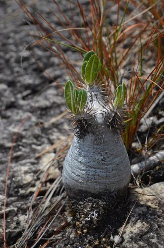 Pachypodium-densiflorum-PV2812-Anjoma-Ramartina-GPS234-Mad-2015 0169