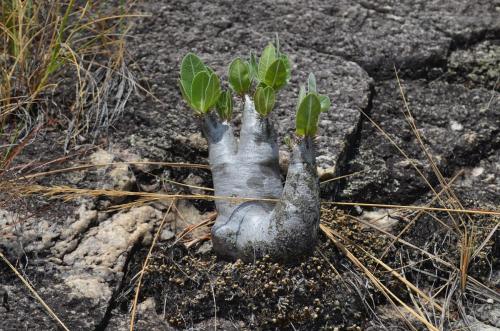 Pachypodium-densiflorum-PV2812-Anjoma-Ramartina-GPS234-Mad-2015 0170