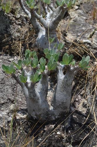 Pachypodium-densiflorum-PV2812-Anjoma-Ramartina-GPS234-Mad-2015 0172