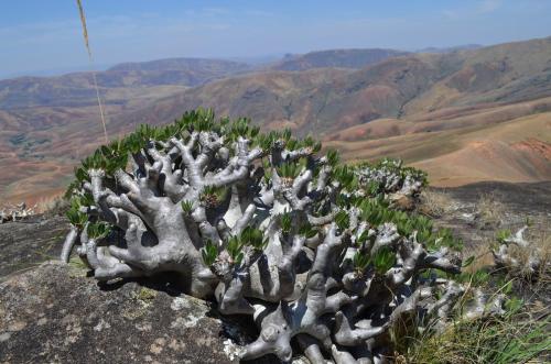 Pachypodium-densiflorum-v-brevicalyx-PV2838-Mahatsinjo-jizne-GPSDESIF-Mad-2015 1796