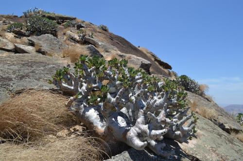 Pachypodium-densiflorum-v-brevicalyx-PV2838-Mahatsinjo-jizne-GPSDESIF-Mad-2015 1816