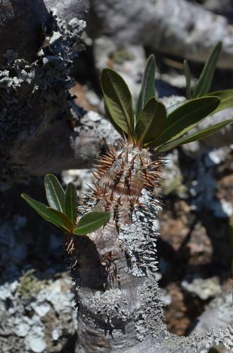 Pachypodium-densiflorum-v-brevicalyx-PV2838-Mahatsinjo-jizne-GPSDESIF-Mad-2015 1823