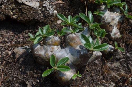 Pachypodium-enigmaticum-PV2811-Mad-2015 0135