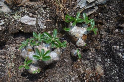 Pachypodium-enigmaticum-PV2811-Mad-2015 0136