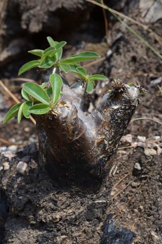 Pachypodium-enigmaticum-PV2811-Mad-2015 0139