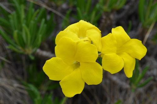 Pachypodium-rosulatum-PV2823-Befandriana-zapadne-GPS239-Mad-2015 0721