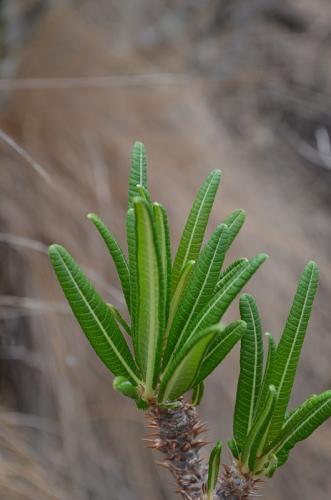 Pachypodium-rosulatum-PV2823-Befandriana-zapadne-GPS239-Mad-2015 0727