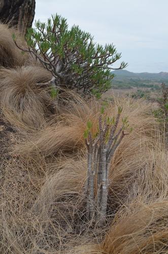 Pachypodium-rosulatum-PV2823-Befandriana-zapadne-GPS239-Mad-2015 0738