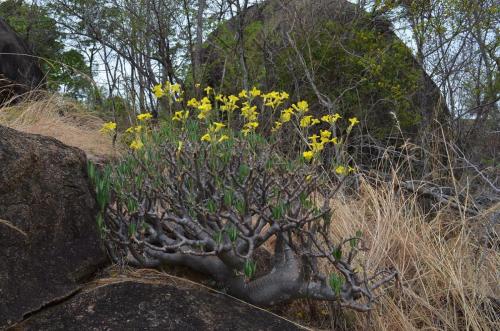 Pachypodium-rosulatum-PV2823-Befandriana-zapadne-GPS239-Mad-2015 0768