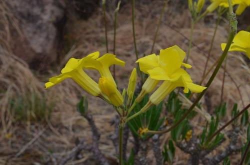 Pachypodium-rosulatum-PV2823-Befandriana-zapadne-GPS239-Mad-2015 0772