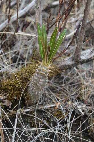 Pachypodium-rosulatum-PV2823-Befandriana-zapadne-GPS239-Mad-2015 0794