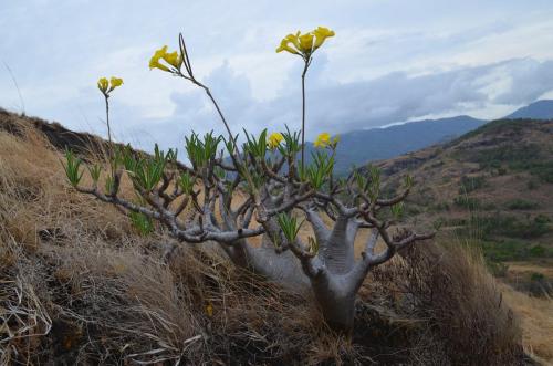 Pachypodium-rosulatum-PV2823-Befandriana-zapadne-GPS239-Mad-2015 0801