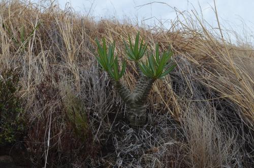 Pachypodium-rosulatum-PV2823-Befandriana-zapadne-GPS239-Mad-2015 0806