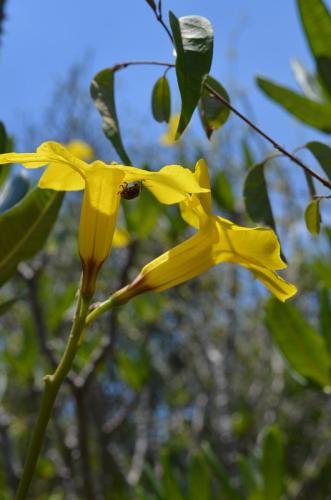 Pachypodium-rosulatum-aff-drakei-PV2836-Mangabe-u-Namakia-GPS254-Mad-2015 1605