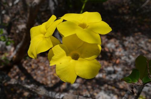 Pachypodium-rosulatum-aff-drakei-PV2836-Mangabe-u-Namakia-GPS254-Mad-2015 1622