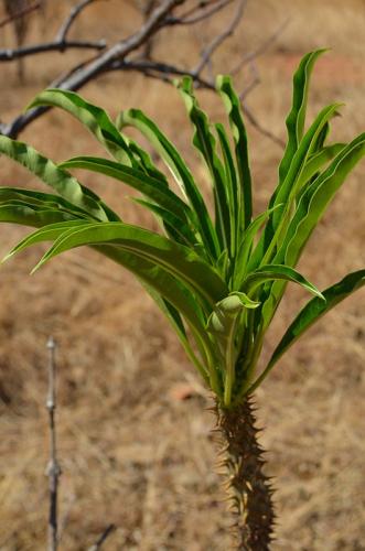 Pachypodium-ruttenbergianum-Diego-Suarez-Mad-2015 0387