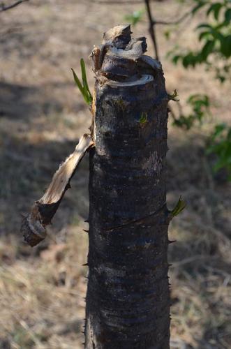 Pachypodium-ruttenbergianum-Diego-Suarez-Mad-2015 0396