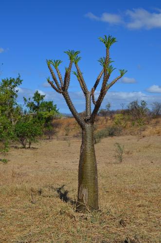 Pachypodium-ruttenbergianum-Diego-Suarez-Mad-2015 0400