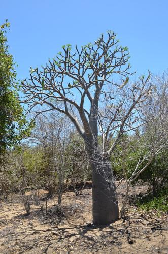 Pachypodium-ruttenbergianum-Diego-Suarez-Sakalava-Bay-GPS235-Mad-2015 0504