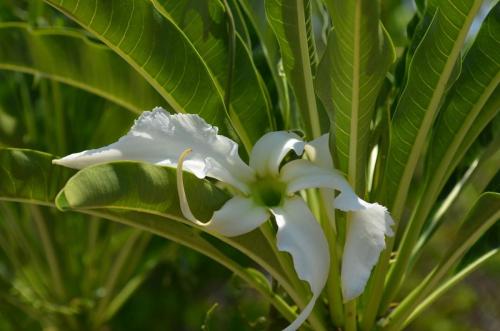 Pachypodium-ruttenbergianum-Mangabe-u-Namakia-GPS254-Mad-2015 1591