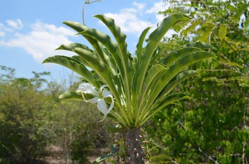 Pachypodium-ruttenbergianum-Mangabe-u-Namakia-GPS254-Mad-2015 1592