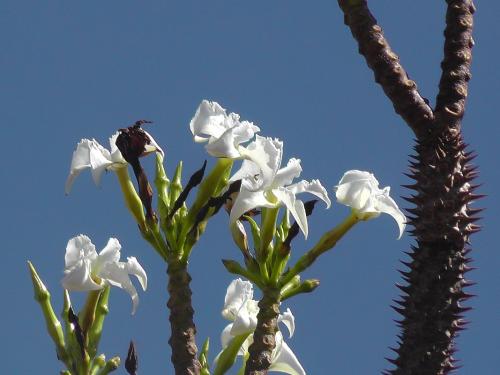 Pachypodium-ruttenbergianum-PV2813-Diego-Suarez-Mad-2005-S1370001