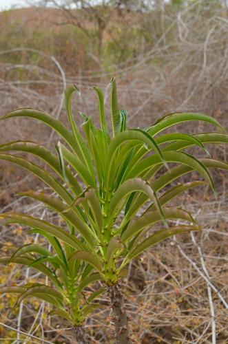 Pachypodium-sofiense-PV2825-GPS242-Mad-2015 0862