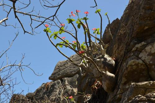 Pachypodium-windsori-Windsor-Castle-Diego-Suarez-Mad-2015 0293